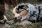 Little Australian Shepherd puppies have fun outside in countryside. Shepherd kennel. Aussie blue merle is lying in the hay and