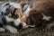 Little Australian Shepherd puppies have fun outside in countryside. Shepherd kennel. Aussie blue merle and red tricolor gnaw yummy