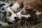 Little Australian Shepherd puppies have fun outside in countryside. Shepherd kennel. Aussie blue merle and red tricolor gnaw yummy