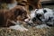 Little Australian Shepherd puppies have fun outside in countryside. Shepherd kennel. Aussie blue merle and red tricolor are lying