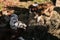 Little Australian Shepherd puppies have fun outside in countryside. Shepherd kennel. Aussie puppy red tricolor stands on haystack