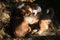 Little Australian Shepherd puppies have fun outside in countryside. Shepherd kennel. Two puppies aussie red tricolor and Merle
