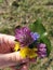 A little autumn bunch in the hand