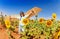 Little aviator flying in sunflower field