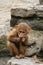 Little baboon monkey eating