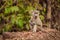 Little baboon  Papio ursinus looking for food, Murchison Falls National Park, Uganda.