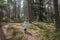 little baby alone wandering in forest