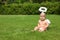 Little baby with angel wings and nimbus on green grass