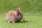 little baby bunny brown eating fresh organic red oak vegetable while sitting on green grass background. Easter animal