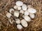 Little baby crocodiles are hatching from eggs.