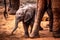 Little baby elephant in Africa. Kenya\'s savannah and steppe with the elephants in Tsavo National Park
