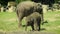 Little baby elephant standing next to adult 4K