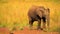 Little Baby Elephant in Wild Nature, Wild Animal, Africa, Wildlife, Savanna