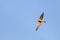 Little baby falcon flying in the air. Animals in freedom. Falcon bird flying over pine trees in a clear blue sky