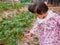 Little baby girl, two years old, collecting fresh strawberry from the farm - children with fruit picking activity