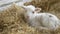 little baby goat in the farm sleeping on straw