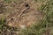 Little baby hare Lepus europaeus, lepus granatensis,