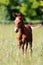 Little baby horse standing alone