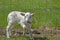 Little baby lamb is checking out shucks in an enclosure.