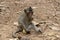 Little baby monkey eating corn. Cute monkey closeup portrait. Wild chimpanzee in jungle forest.