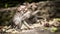 Little baby monkey Macaca mulatta eating in Sacred Monkey Forest