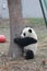 Little Baby Panda Cub in China