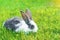 Little baby rabbit eating fresh green grass on sunny meadow in the farm. bunny Easter symbol.