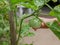 Little baby`s hand on a fresh Thai eggplant - engaging with nature provides positive impact on baby`s health and development