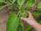 Little baby`s hand on a fresh Thai eggplant - engaging with nature provides positive impact on baby`s health and development