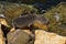 Little baby sea lion jumping on rocks, New Zealand