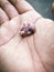 Little baby squab bird sleeping on human hand. newborn bird dropped from the nest