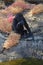 Little baby Western Lowland Gorilla in deep thought like a true philosopher in Taronga Zoo Sydney