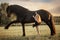 Little ballerina girl with black friesian stallion