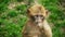 Little barbary ape in zoo de Beaval