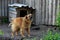 Little barking ginger dog outdoors