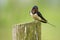 Little barn swallow sitting on a mossy tree trunk
