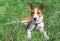 Little Basenji puppy