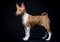 Little Basenji puppy on the black background