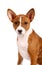 Little Basenji puppy, brindle colour