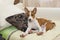 Little Basenji puppy stretching oneself