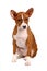 Little Basenji puppy on white