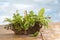 Little Basket of aromatic herbs