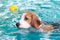 Little beagle dog playing on the swimming pool
