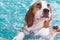 Little beagle dog playing on the swimming pool - look up