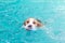 Little beagle dog playing toy in the swimming pool