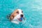 Little beagle dog playing toy in the swimming pool