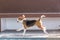 Little beagle dog running with splash water