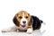 Little beagle puppy