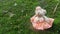 Little bear doll in orange evening dress in green moss carpet