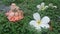 Little bear in orange evening dress and plumeria flower lost in green plant carpet